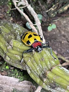 Alurnus Ornatus © Cheesemans' Ecology Safaris