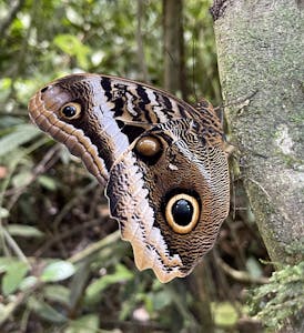 Banded Owl Butterfly © Cheesemans' Ecology Safaris