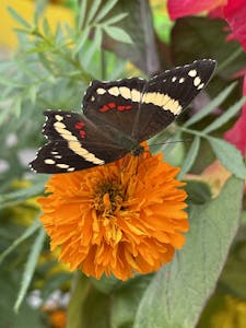 Banded Peacock Butterfly © Cheesemans' Ecology Safaris