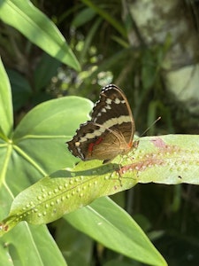 Banded Peacock Butterfly © Cheesemans' Ecology Safaris
