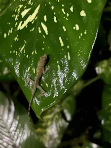 Border Anole © Cheesemans' Ecology Safaris