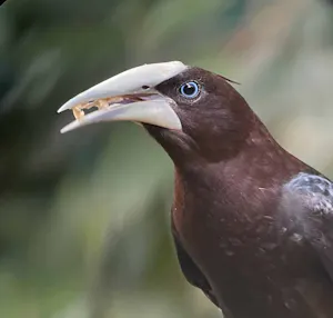 Chestnut-headed Oropendola © Cheesemans' Ecology Safaris