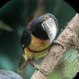 Collared Aracari © Cheesemans' Ecology Safaris