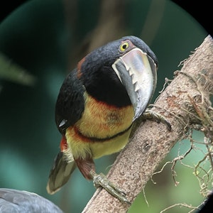 Collared Aracari © Cheesemans' Ecology Safaris