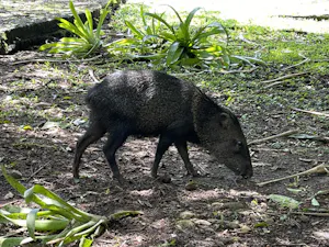 Collared Peccary © Cheesemans' Ecology Safaris