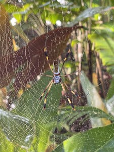 Nephila © Cheesemans' Ecology Safaris