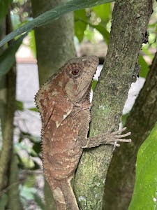 Helmeted Iguana © Cheesemans' Ecology Safaris