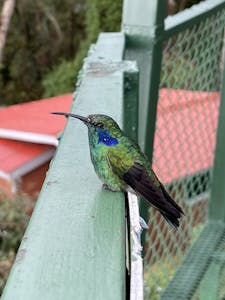 Lesser Violtear © Cheesemans' Ecology Safaris