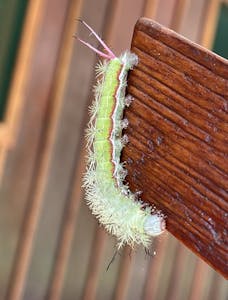 Periphoba Arcaei Moth © Cheesemans' Ecology Safaris