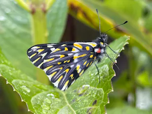 Pure Banded Dartwhite © Cheesemans' Ecology Safaris