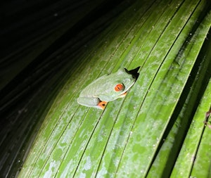 Red-eyed Tree Frog © Cheesemans' Ecology Safaris