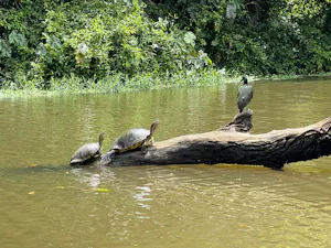 Sliders © Cheesemans' Ecology Safaris