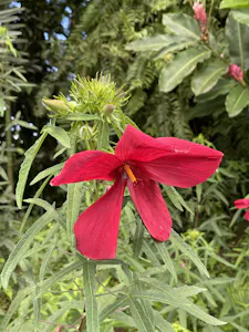 Tribe Hibisceae © Cheesemans' Ecology Safaris