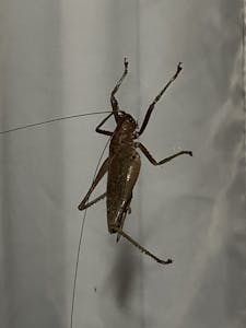 True Katydid © Cheesemans' Ecology Safaris