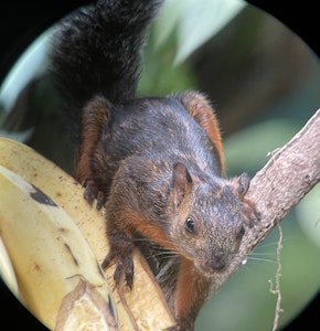 Variegated Squirrel © Cheesemans' Ecology Safaris