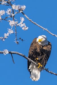 Bald Eagle © Ted Tatarzyn