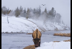 Bison and Eagle © Ted Tatarzyn