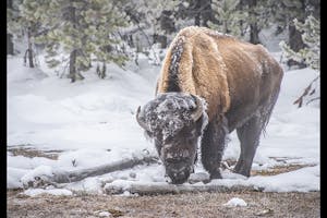 Bison © Ted Tatarzyn
