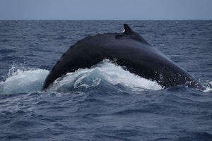 Humpback Whale © Gregory Hachigian