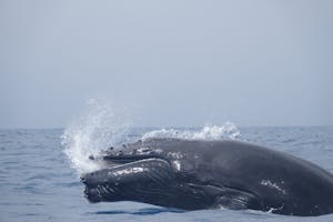 Humpback Whale © Gregory Hachigian