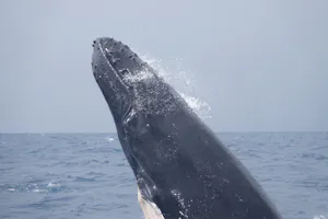 Humpback Whale © Gregory Hachigian
