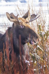 Moose © Ted Tatarzyn