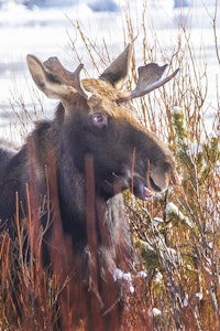 Moose © Ted Tatarzyn