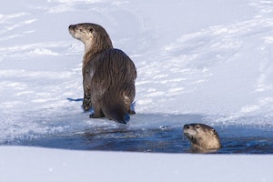 Otters © Ted Tatarzyn