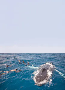 Humpback and Snorkelers © Cheesemans' Ecology Safaris