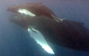 Humpback © Bob Phelps