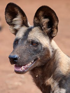 African Wild Dog © Walt Anderson