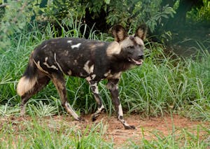 African Wild Dog © Walt Anderson
