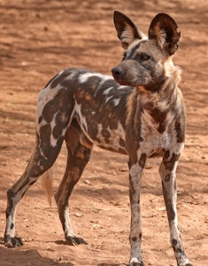 African Wild Dog © Walt Anderson