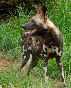 African Wild Dog © Walt Anderson