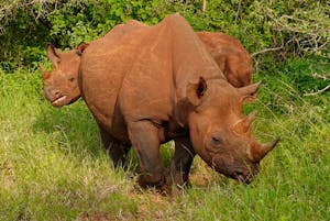 Black Rhinos © Walt Anderson
