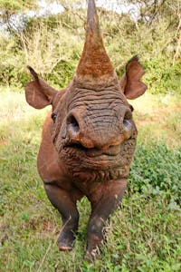 Black Rhino © Walt Anderson