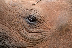 Black Rhino © Walt Anderson