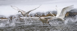 Trumpeter Swan © Ted Tatarzyn