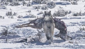 Wolf © Ted Tatarzyn