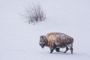 Bison © Ted Tatarzyn