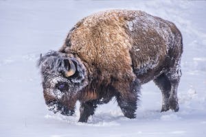 Bison © Ted Tatarzyn