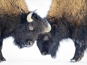 Bison © Tom Murphy