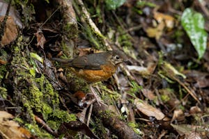 Everett's Thrush © Charlie Ryan