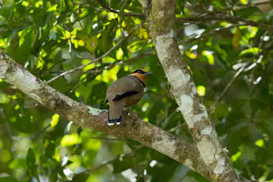 Fruithunter © Cheesemans' Ecology Safaris