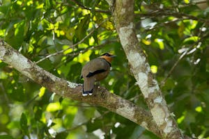 Fruithunter © Charlie Ryan