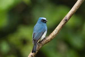 Indigo Flycatcher © Charlie Ryan