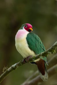 Jambu Fruit Dove © Charlie Ryan