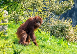 Orangutan © Cheesemans' Ecology Safaris
