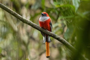 Whitehead's Trogon © Charlie Ryan