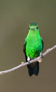 Steely-vented Hummingbird © JJ Arango